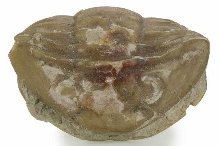 Bargain, Enrolled Subasaphus Laticaudatus Trilobite - Russia #363102
